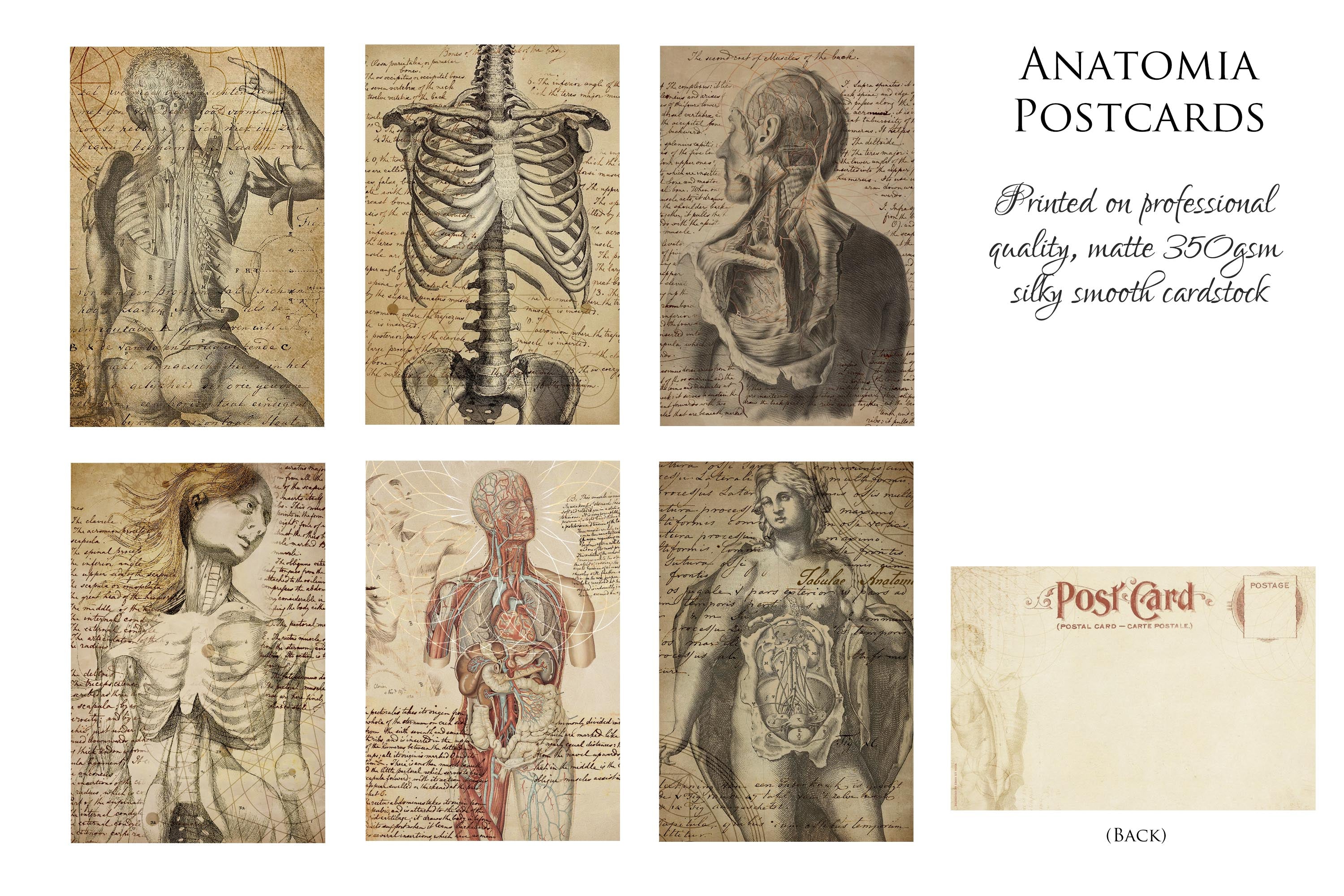 Anatomia, Antique Anatomy Postcard/Greeting Card Set, Exclusively Designed, 6 Designs, 12 Cards