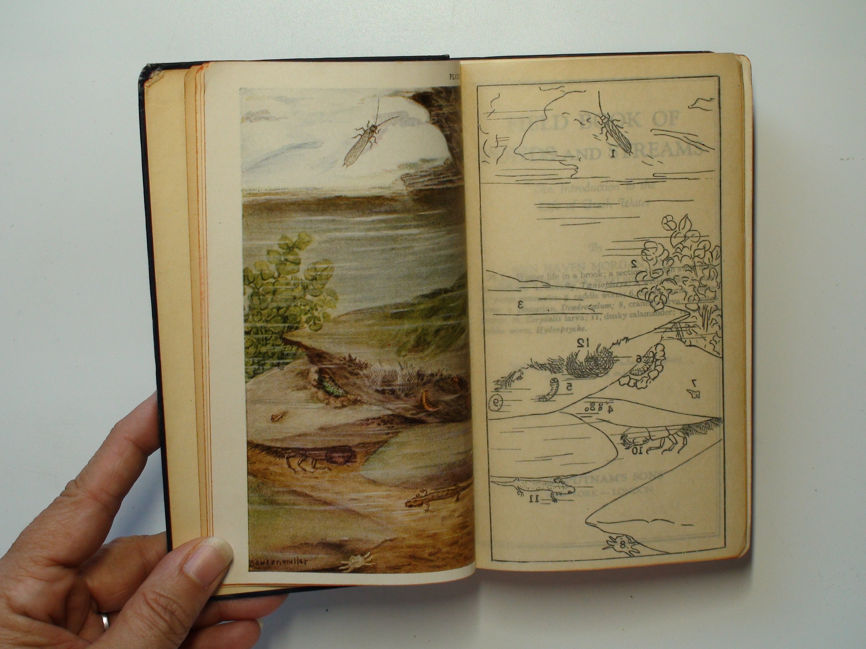 Field Book of Ponds and Streams, Ann Haven Morgan, Illustrated, 4th Ed, 1936