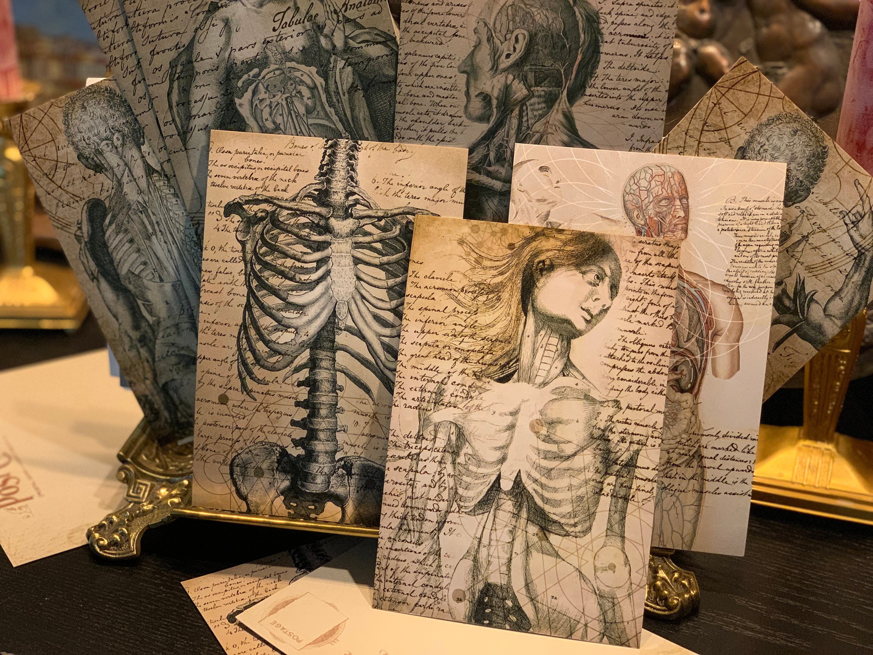 Anatomia, Antique Anatomy Postcard/Greeting Card Set, Exclusively Designed, 6 Designs, 12 Cards