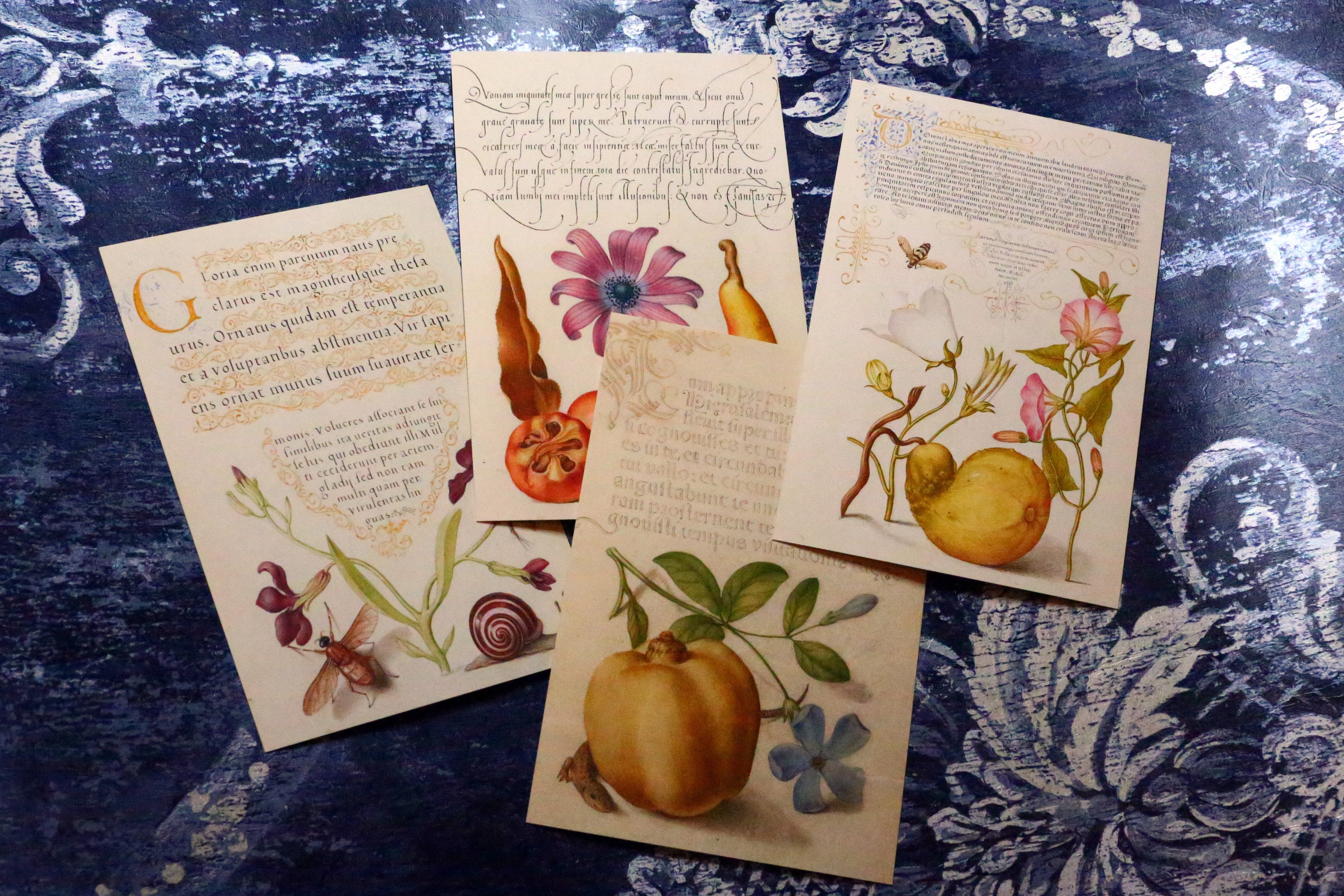 The Model Book of Calligraphy, Everyday Floral Postcards for Literature and Garden Lovers, 12 Designs, 12 Cards