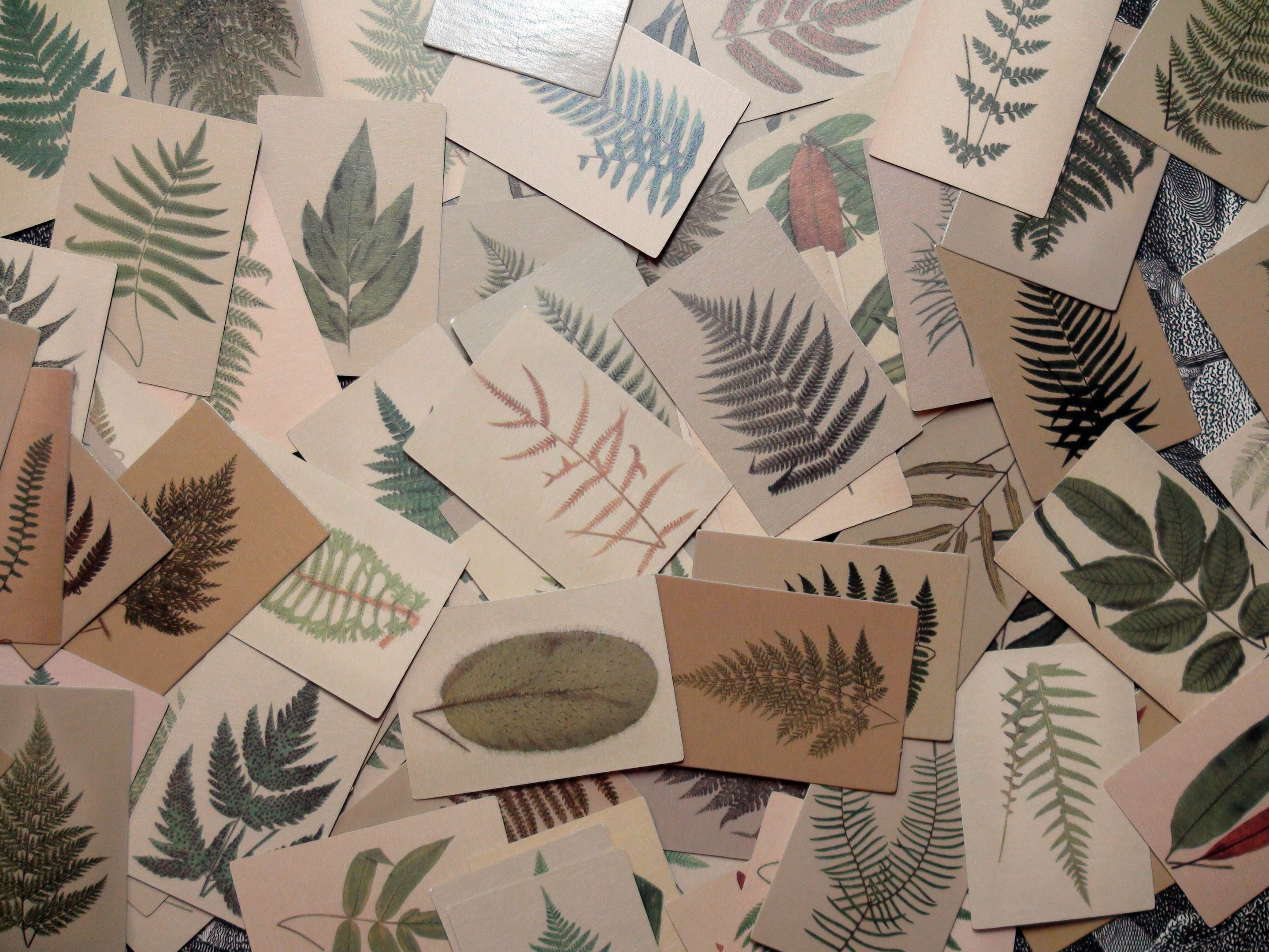 Ferns, 100 Double-Sided Mini Cards, Ideal for Scrapbooking Projects, 1.25in x 2in