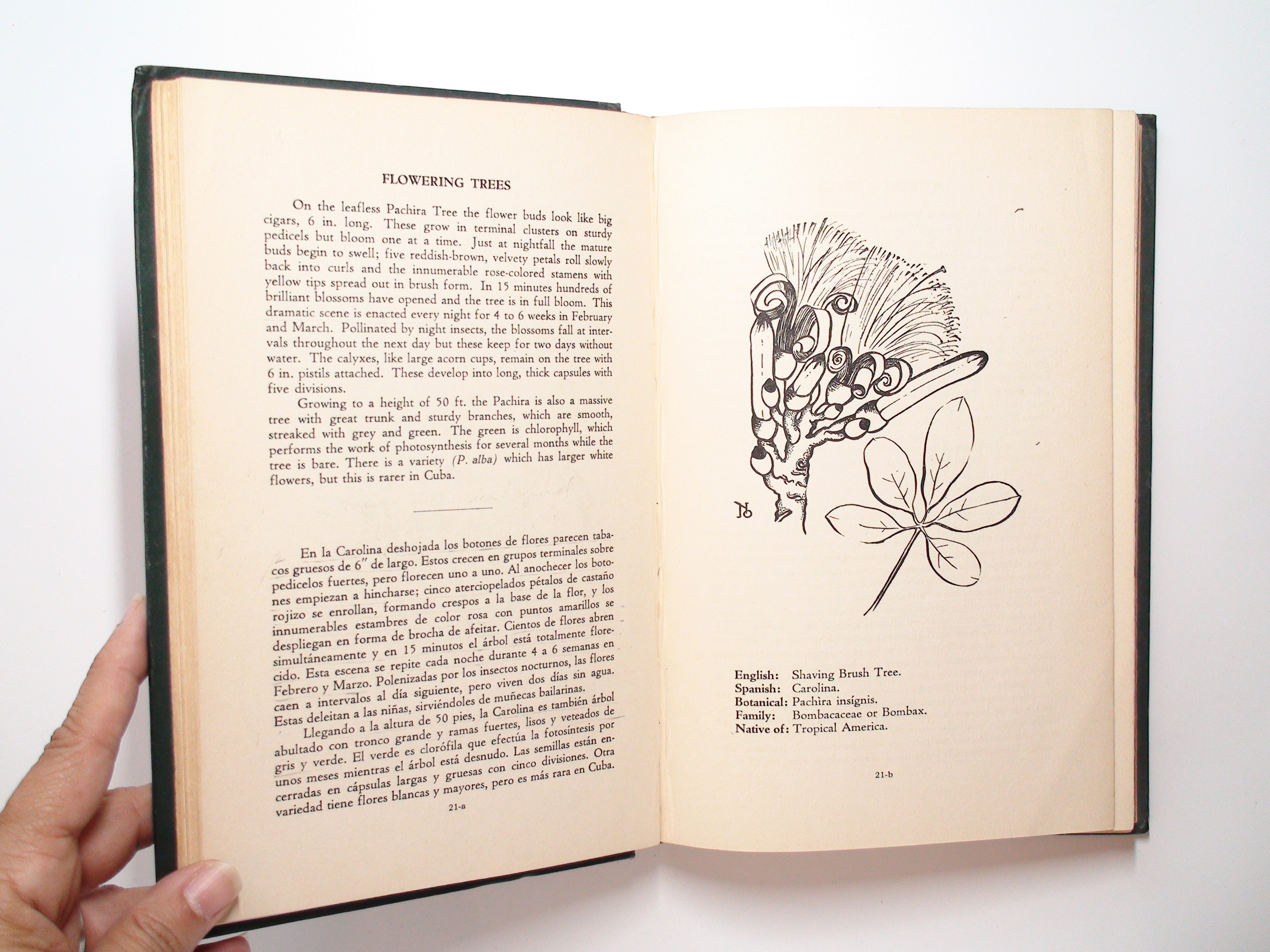 Flowering Plants From Cuban Gardens, Woman's Club of Havana, 1st Ed, 1952