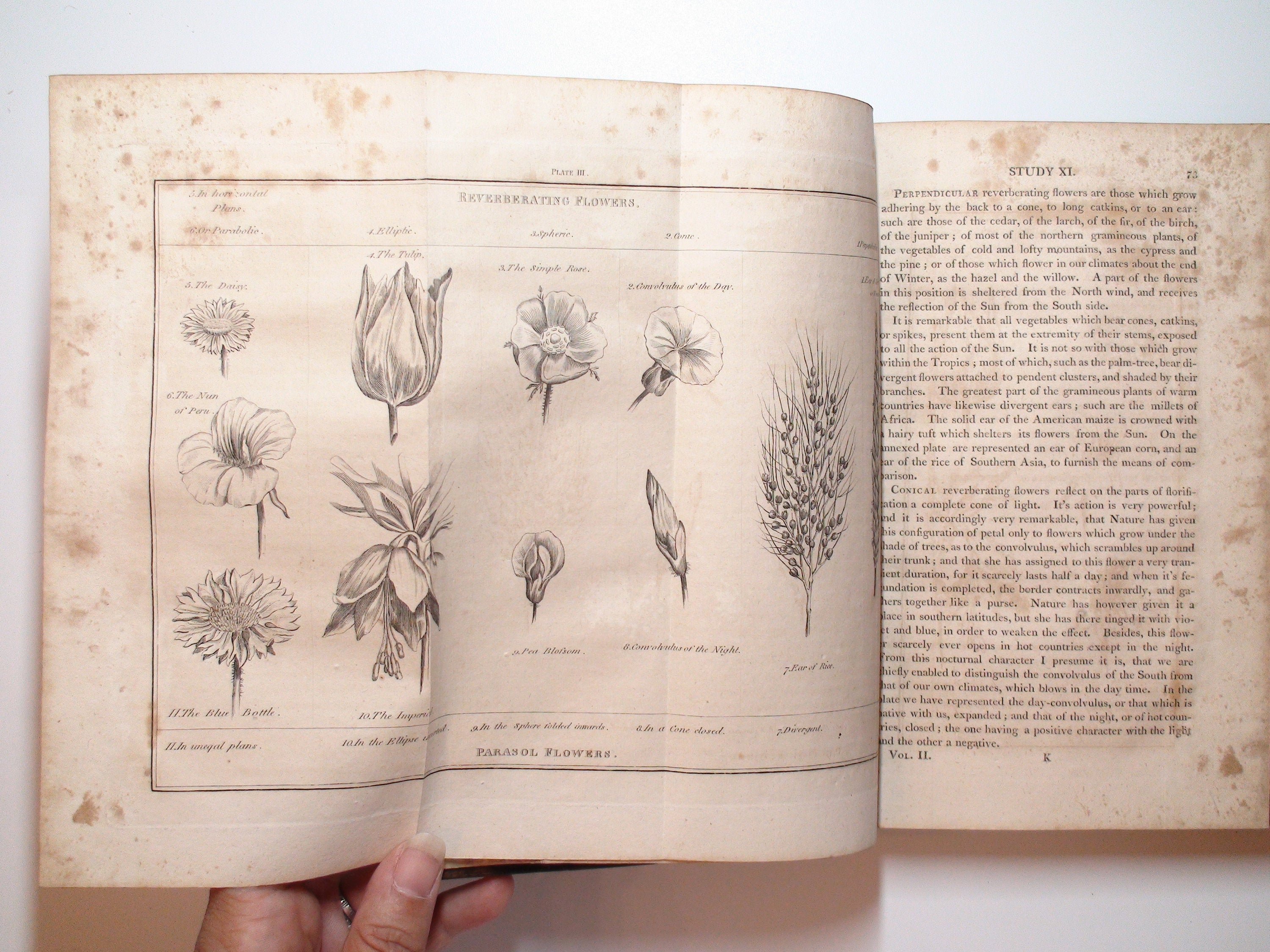 Studies Of Nature, James-Henry-Bernardin De Saint-Pierre, Leather, VOL II, 1808