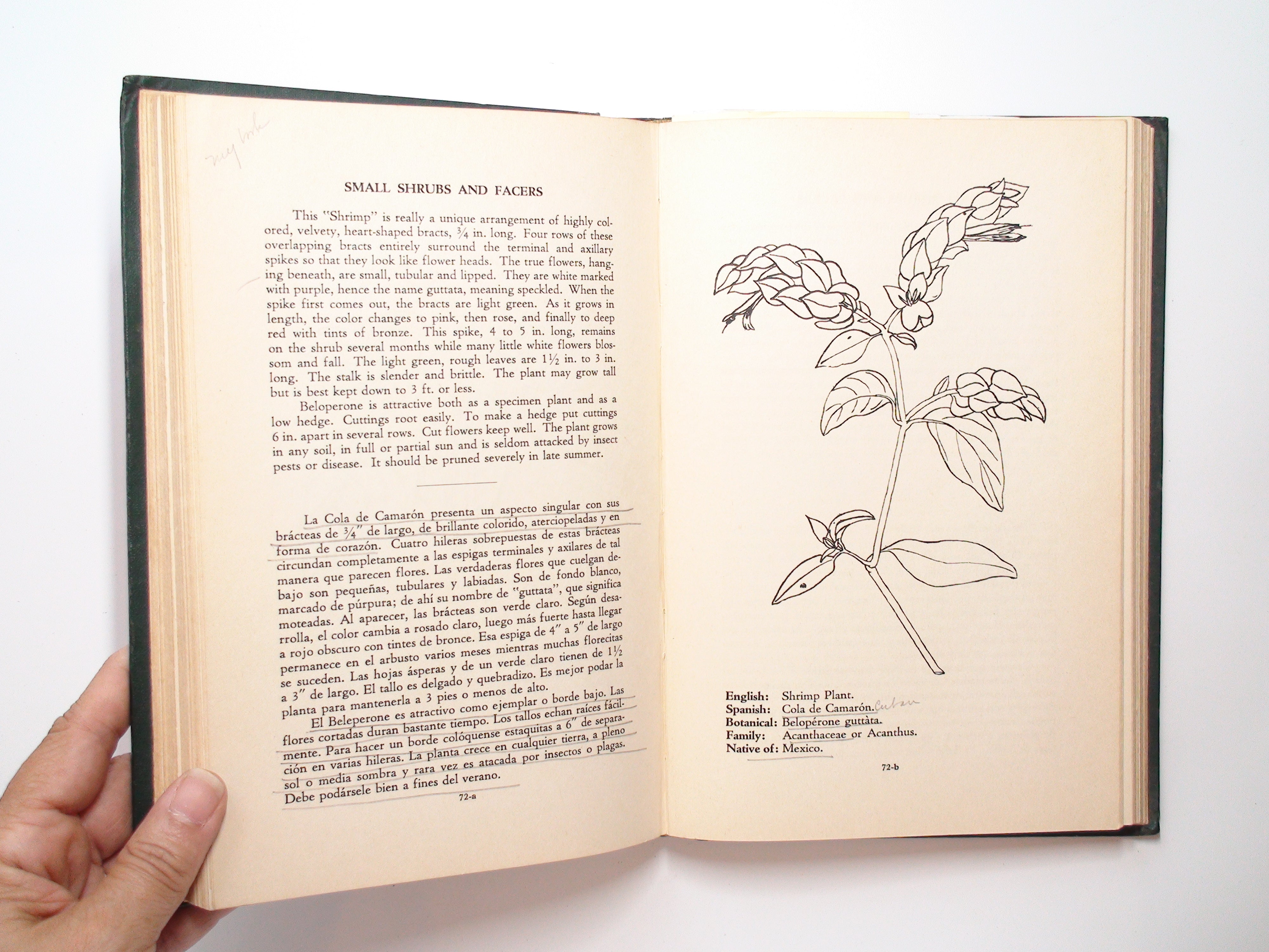 Flowering Plants From Cuban Gardens, Woman's Club of Havana, 1st Ed, 1952