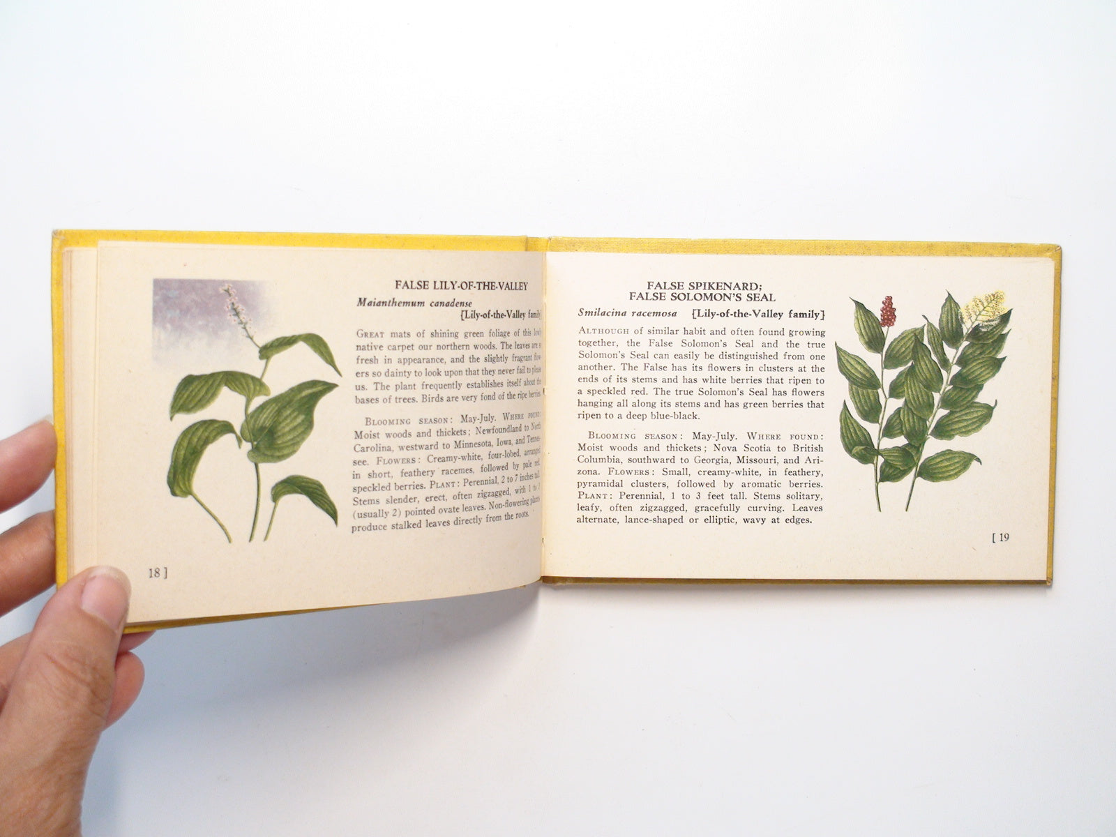 A Guide to Wild Flowers, Woodland Flowers, by T. H. Everett, Illustrated, 1945