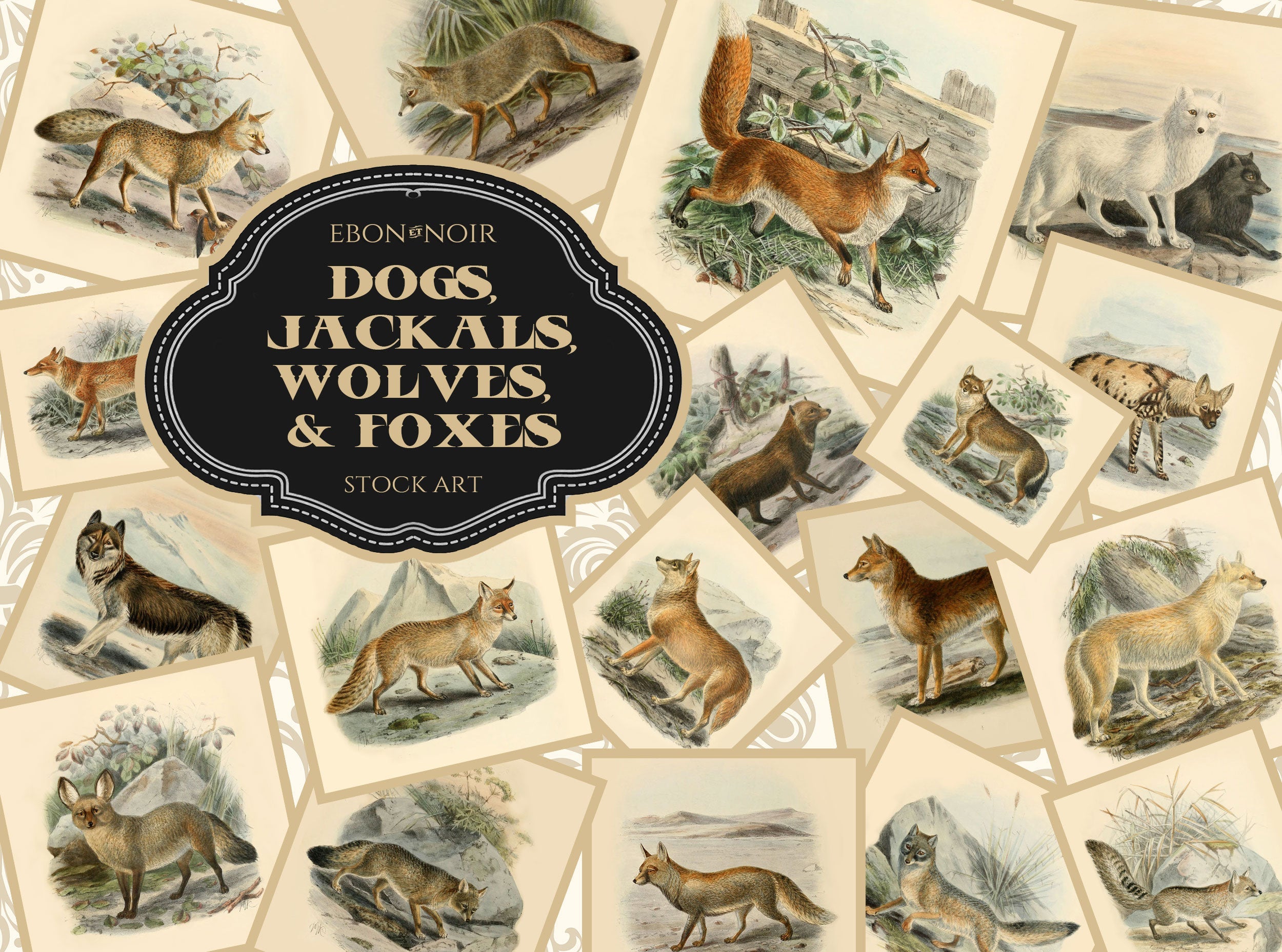 28 JPG's of Dogs, Jackals, Wolves, and Foxes, Drawn From Nature and Hand-colored by J. G. Keulmans, 1890