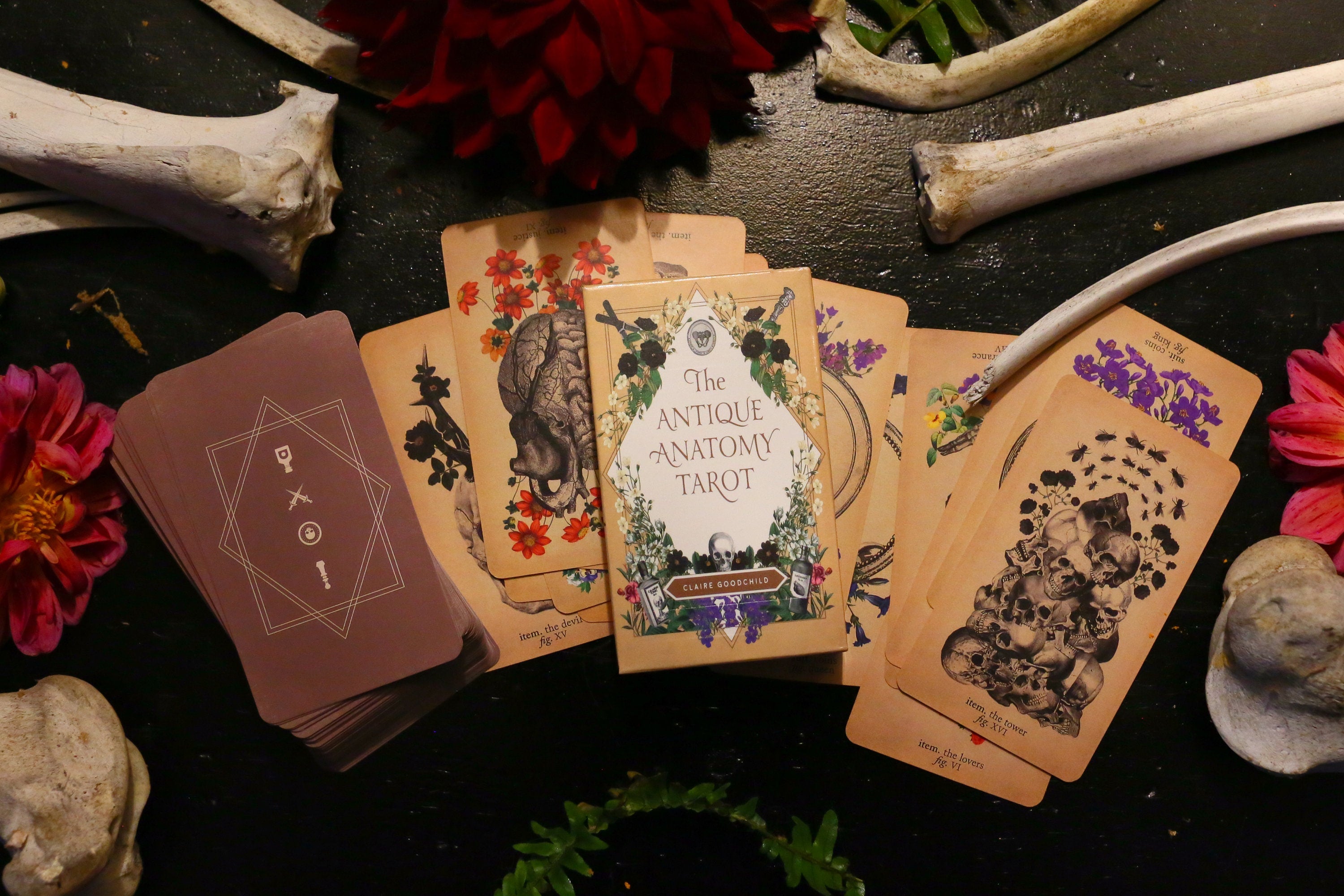 Antique Anatomy Tarot, Oddities and Curiosities Await, 78 Card Symbolic Divination Tarot Set