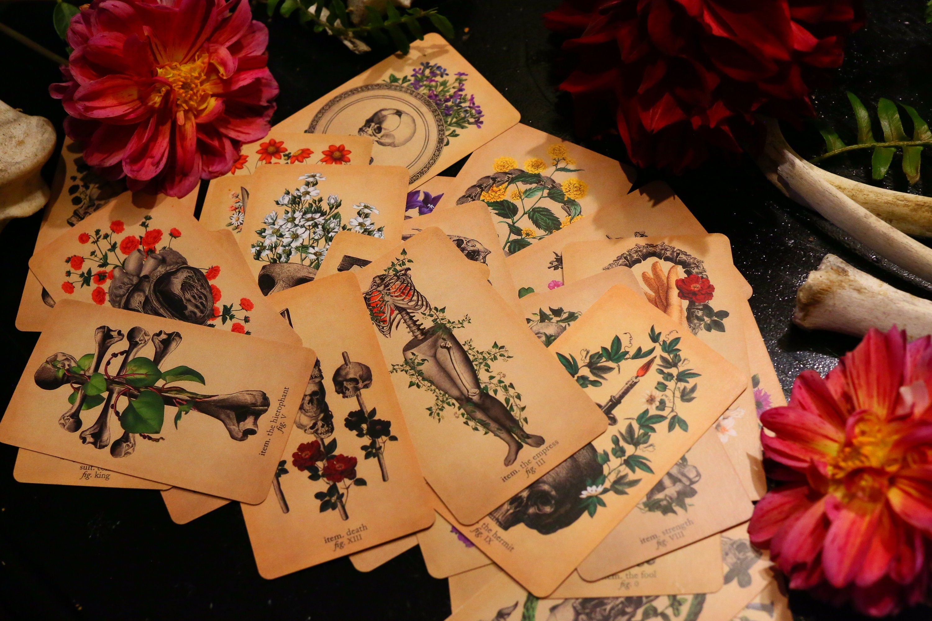 Antique Anatomy Tarot, Oddities and Curiosities Await, 78 Card Symbolic Divination Tarot Set