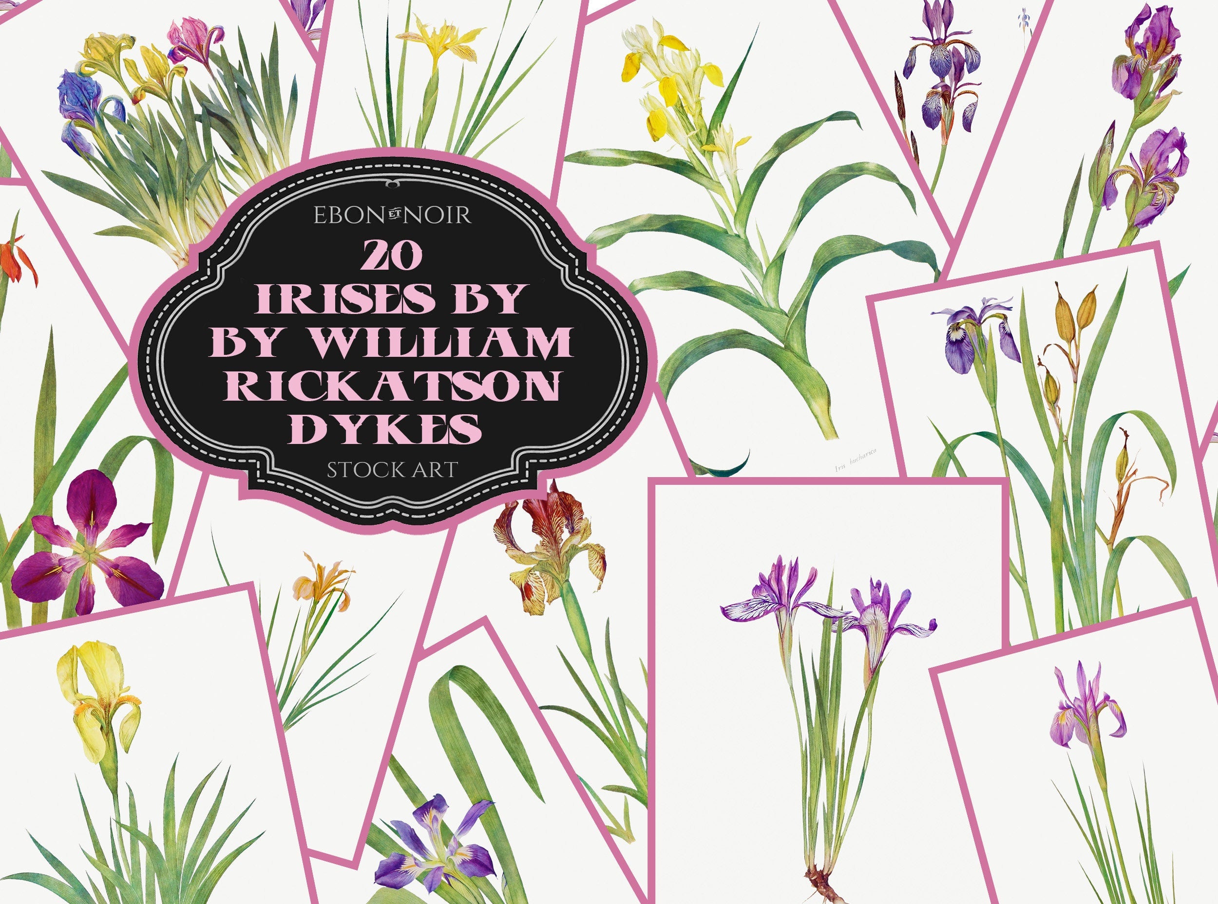 20 JPG's of Irises, Illustrated in Watercolor by William Rickatson Dykes, c1870s