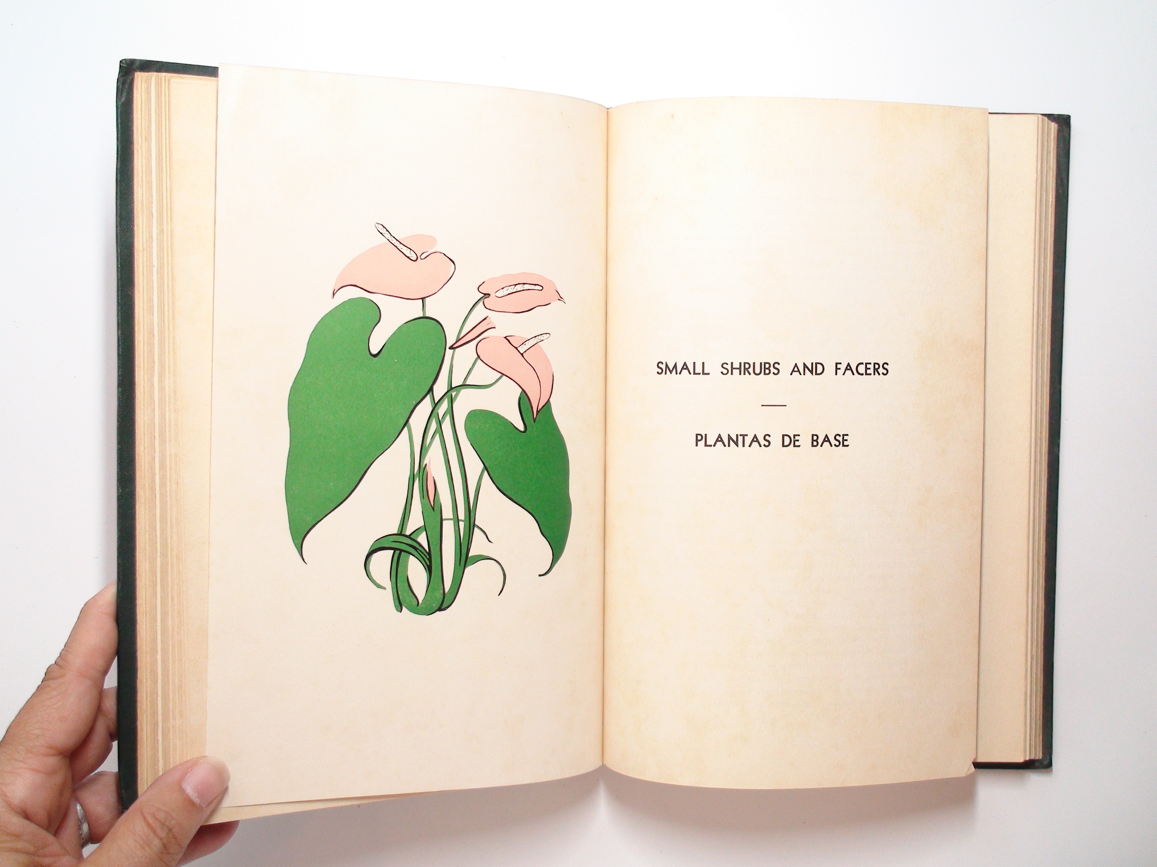 Flowering Plants From Cuban Gardens, Woman's Club of Havana, 1st Ed, 1952