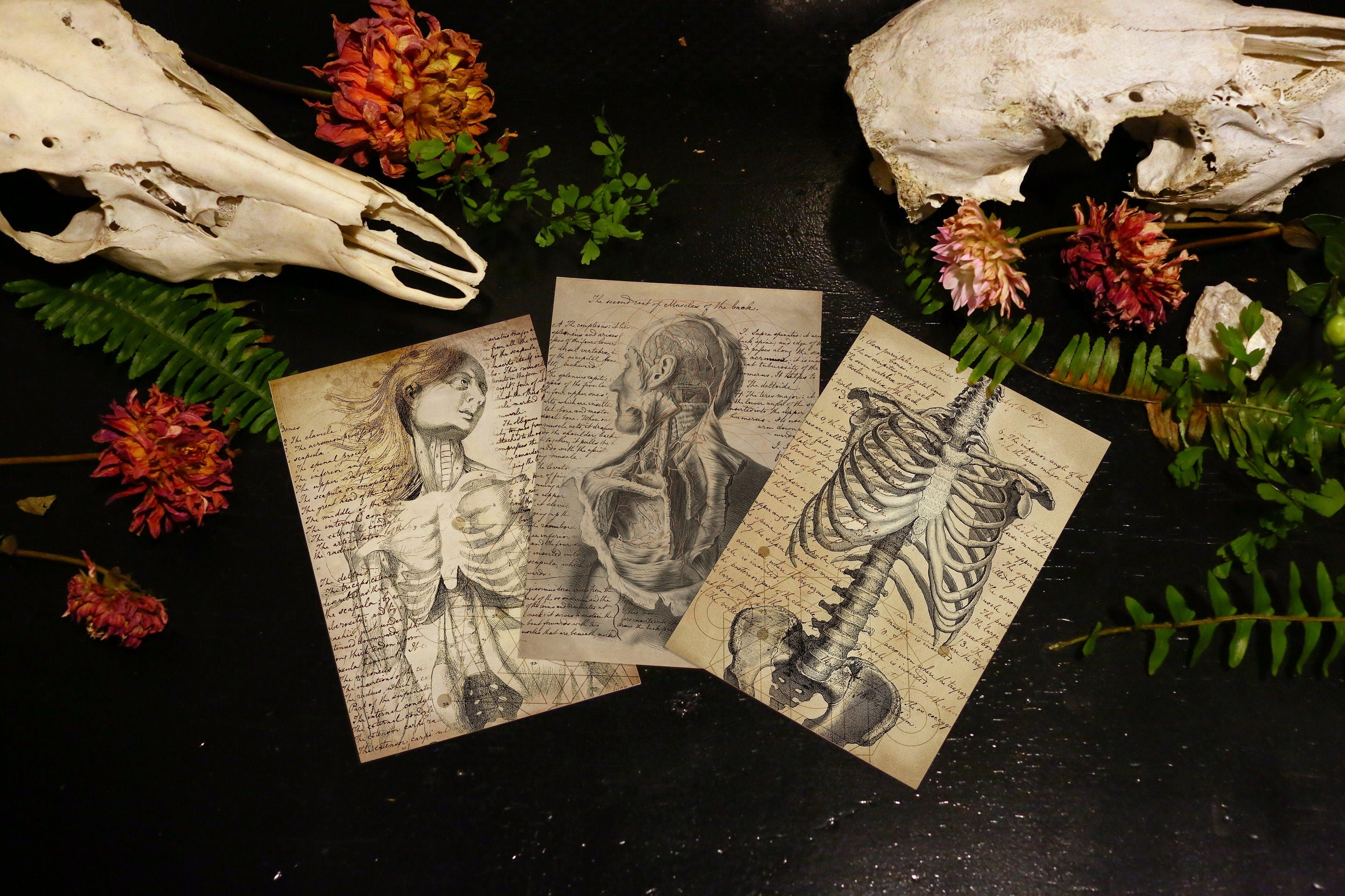 Anatomia, Antique Anatomy Postcard/Greeting Card Set, Exclusively Designed, 6 Designs, 12 Cards