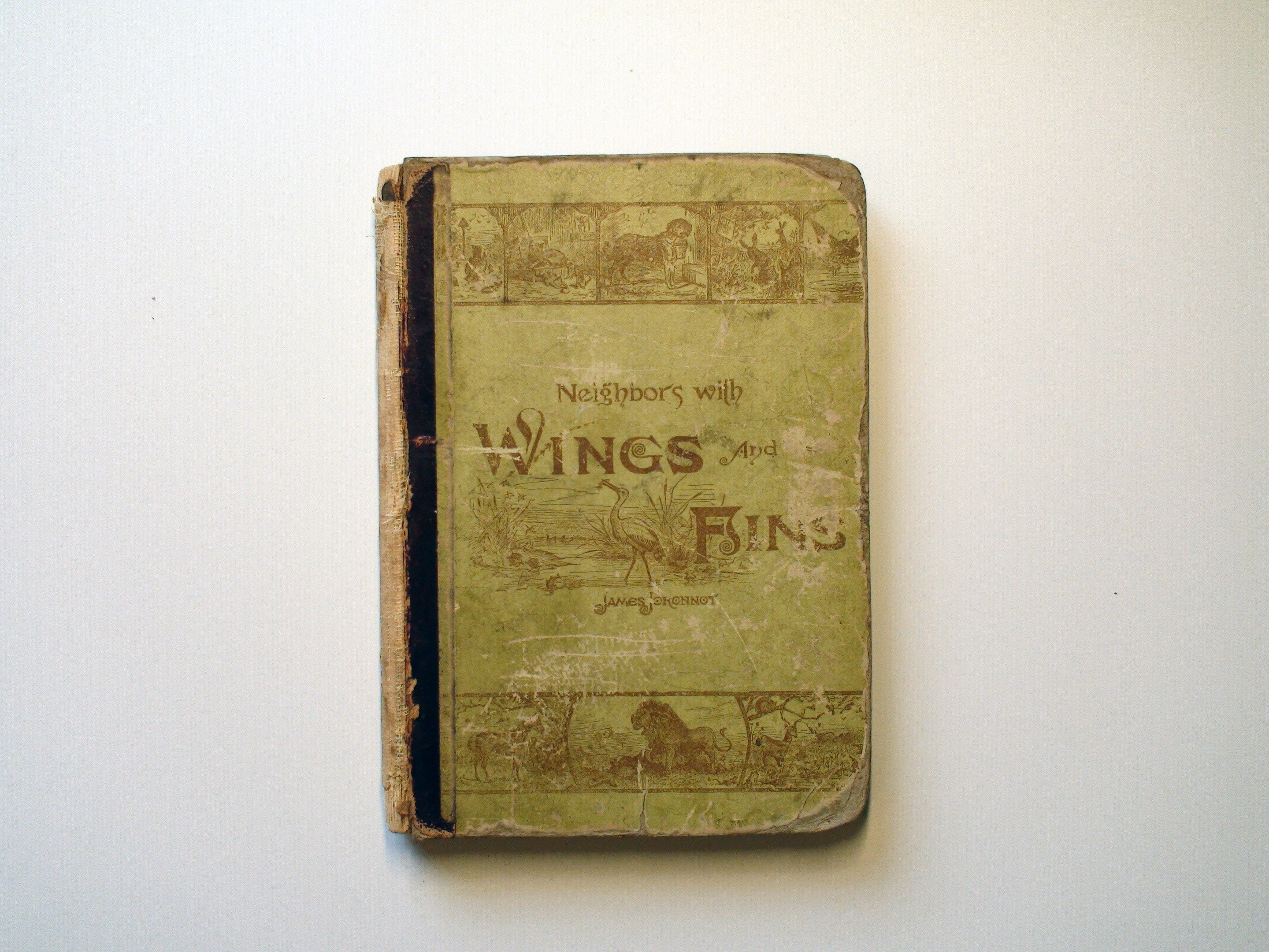 Neighbors with Wings and Fins and Some Others, James Johonnot, Illustrated, 1885