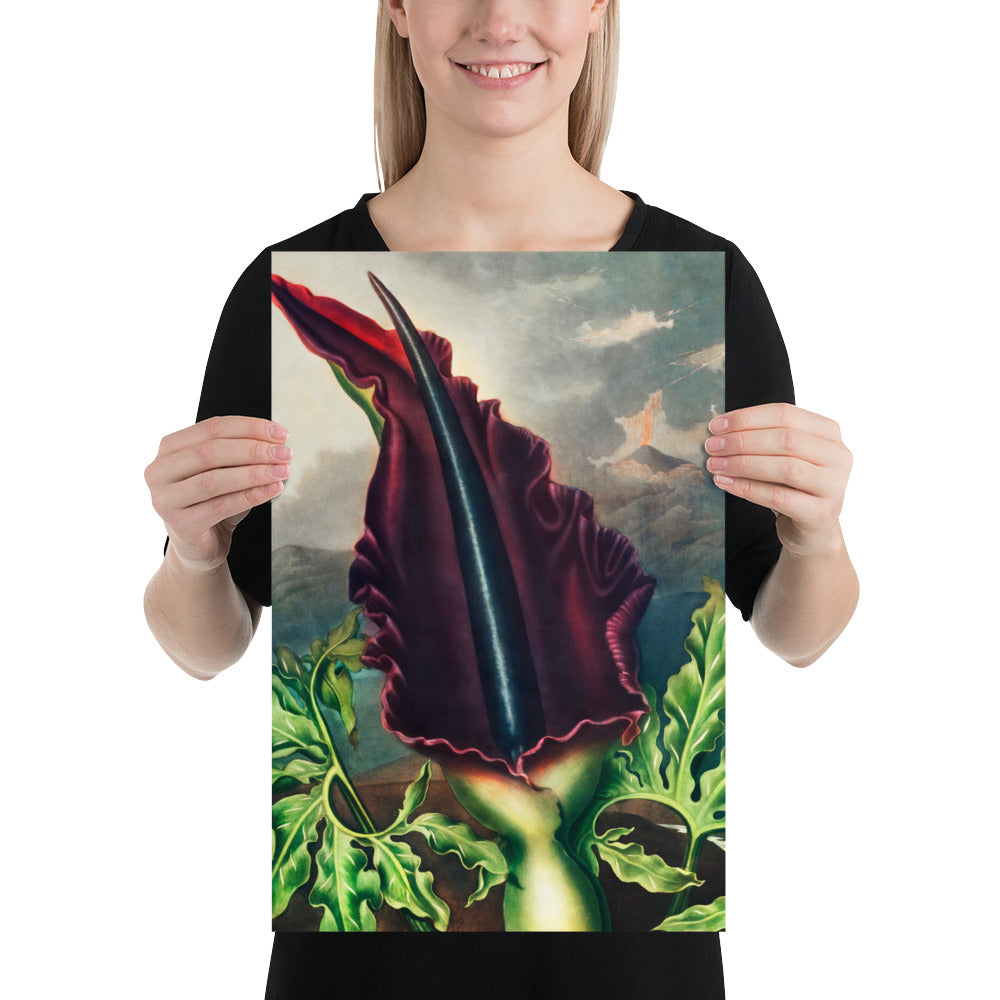 The Dragon Arum from The Temple of Flora by Robert John Thornton, Poster/Digital Print, Available in Multiple Sizes