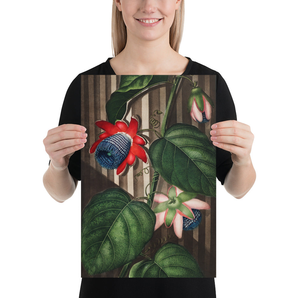 The Winged Passion-Flower from The Temple of Flora by Robert John Thornton, Poster, Art Print, In Multiple Sizes