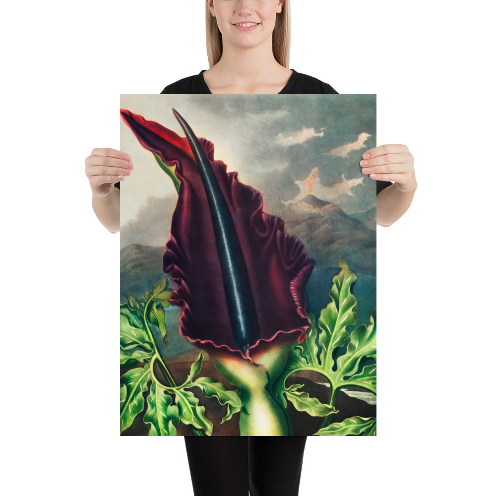 The Dragon Arum from The Temple of Flora by Robert John Thornton, Poster/Digital Print, Available in Multiple Sizes